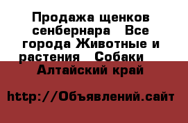 Продажа щенков сенбернара - Все города Животные и растения » Собаки   . Алтайский край